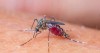 Công ty diệt muỗi tại Nghệ An: Những điều lý thú về muỗi bạn cần biết