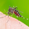 Nắm rõ những kiến thức cần thiết về muỗi sốt xuất huyết