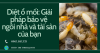 Diệt ổ mối: Giải pháp bảo vệ ngôi nhà và tài sản của bạn