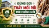 Đừng đợi thấy mối rồi mới chống mối – Phòng ngừa sớm để bảo vệ tài sản bền vững