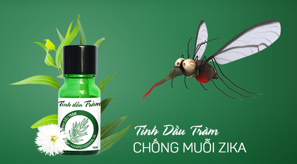 công ty diệt muỗi ở Nghệ An diệt muỗi bằng tinh dầu tràm