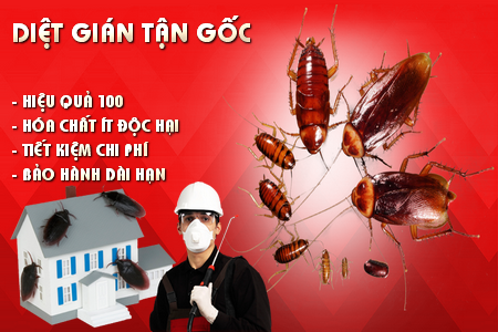 Công ty diệt gián ở Quảng Bình: Diệt gián bằng bia, bạn đã nghe chưa?