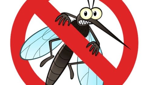 Công ty diệt muỗi tại Quảng Bình: Mẹo để muỗi không còn trong nhà bạn