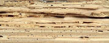 Công ty diệt mối ở Quảng Trị: Mối phá hoại những đồ dùng bằng gỗ