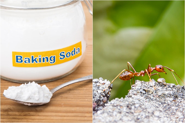 Sử dụng baking soda diệt kiến