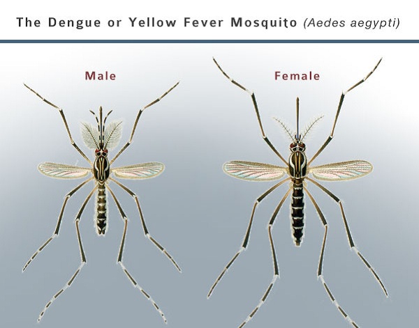 Công ty diệt muỗi tại Nghệ An: Muỗi đực có hút máu không? 