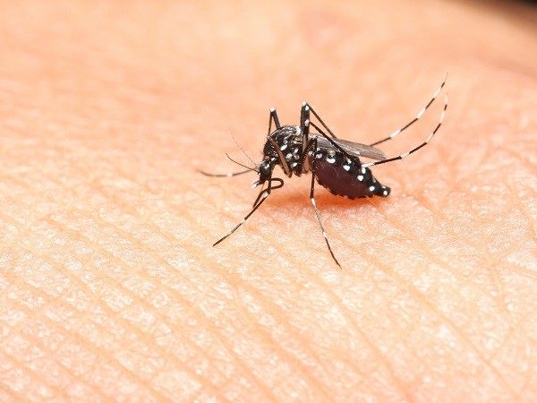 Công ty diệt muỗi tại Nghệ An giới thiệu phương pháp diệt muỗi hiệu quả