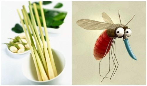 Công ty diệt muỗi tại Nghệ An: Dùng sả để đuổi muỗi ra khỏi nhà bạn