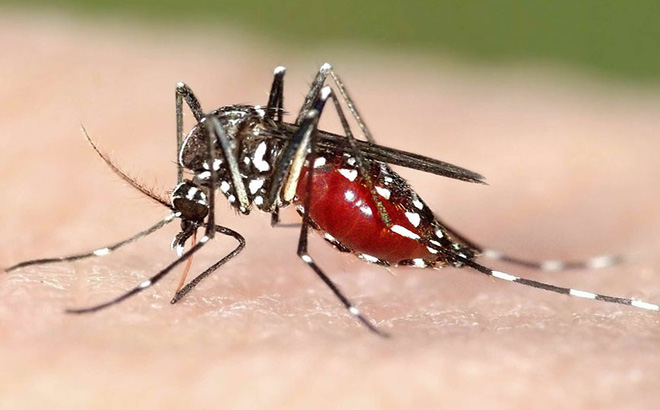 Công ty diệt muỗi tại Nghệ An: Muỗi sinh trưởng như thế nào?