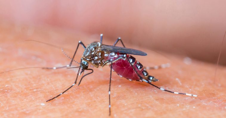 Công ty diệt mối tại Quảng Bình: Nguyên nhân nào khiến muỗi phát sinh nhiều như vậy?
