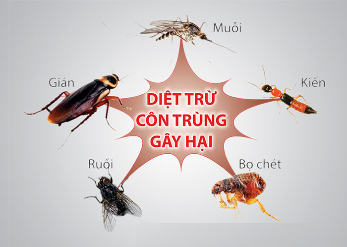 cong ty diet muoi tai nghe an