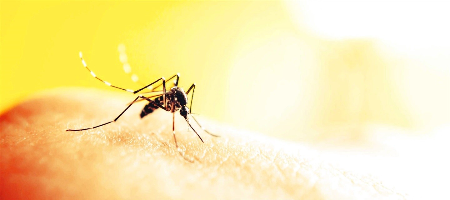 Lợi ích của muỗi với con người và hệ sinh thái