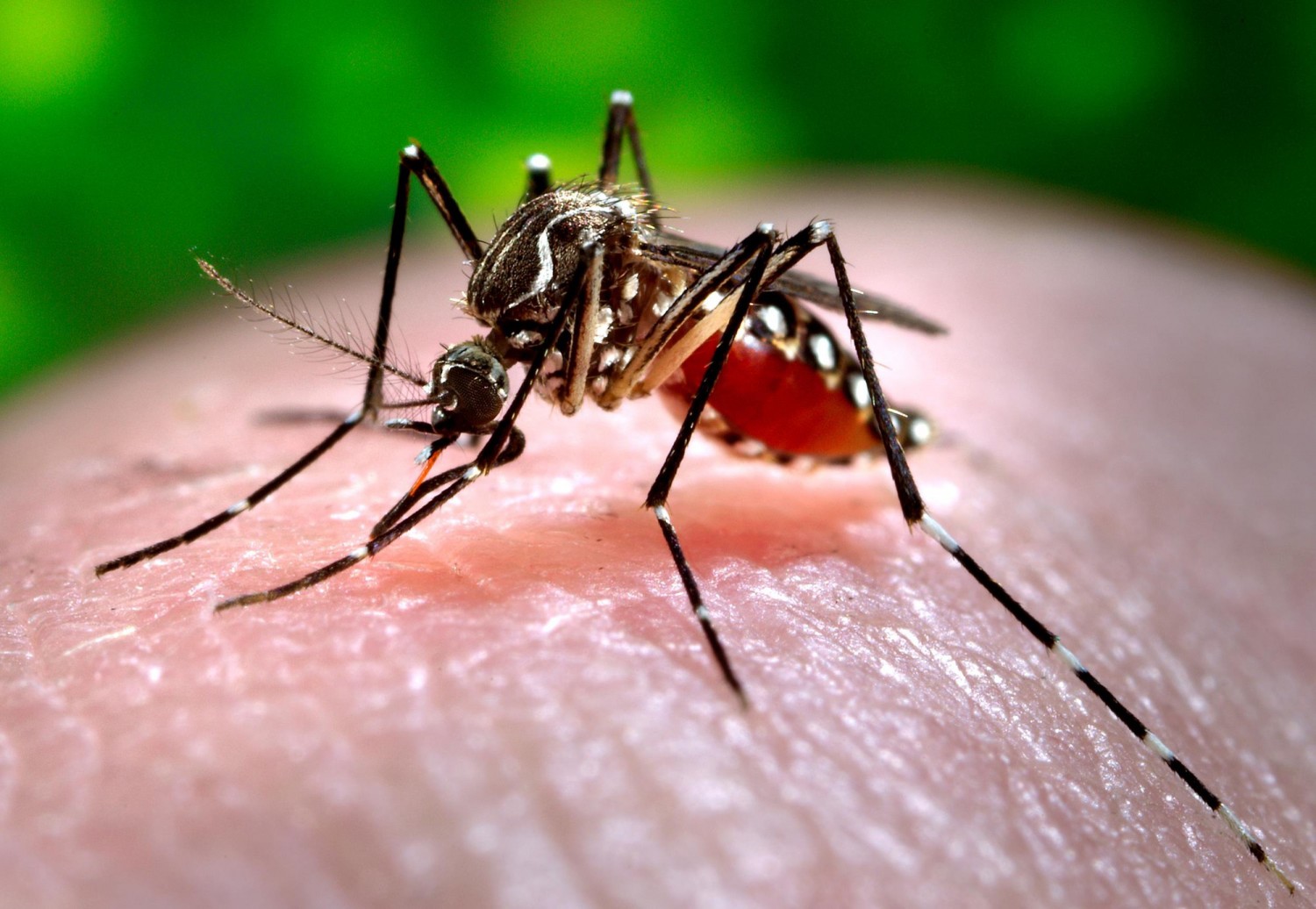 Mối nguy hiểm từ loài muỗi nhỏ bé