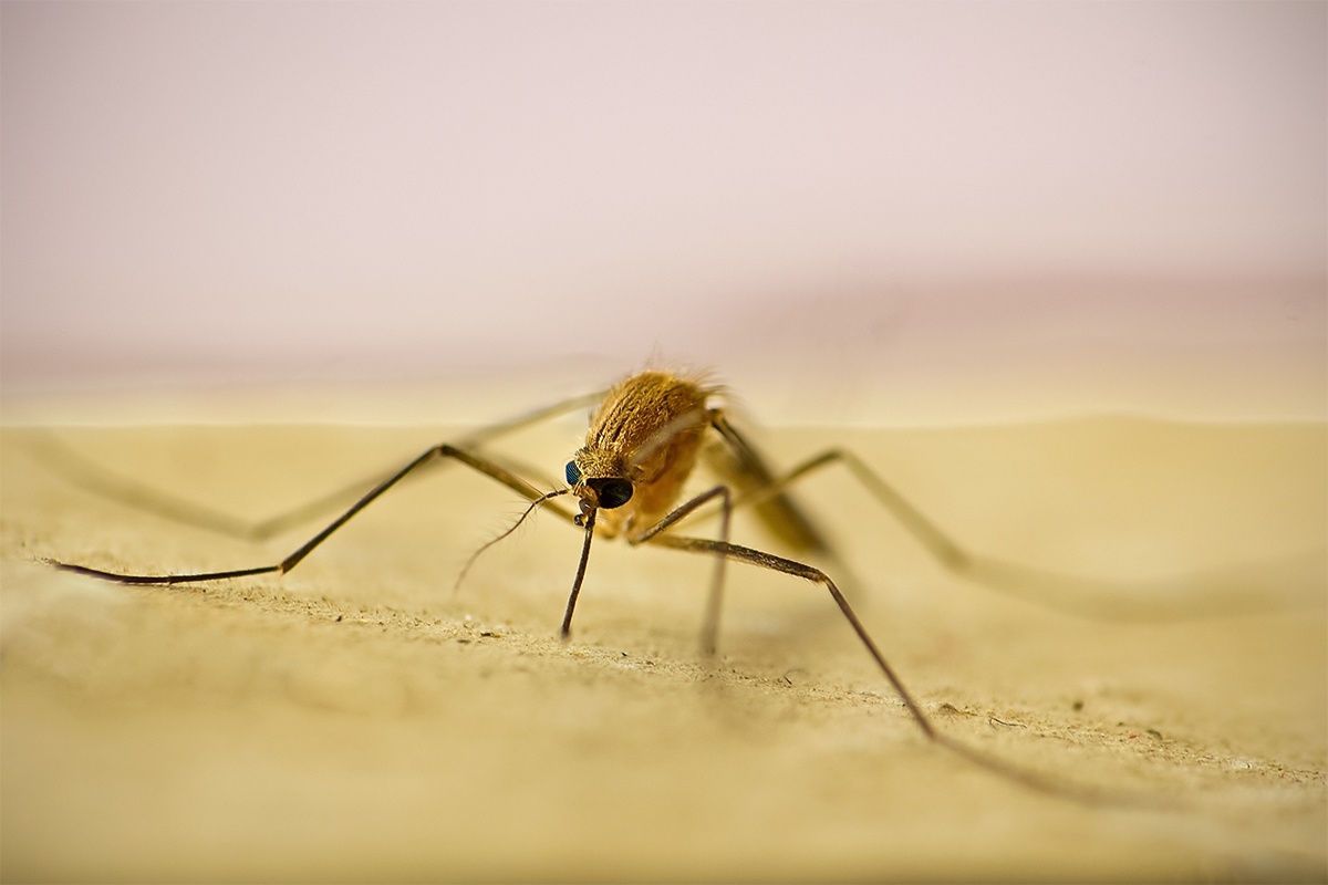 Cách phòng và chống muỗi hiệu quả