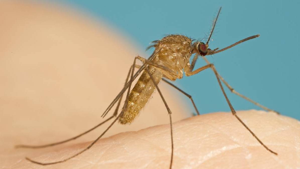 Muỗi đem đến virus Zika cho con người
