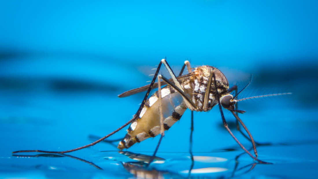 Bệnh sốt xuất huyết do loài muỗi nào gây ra?