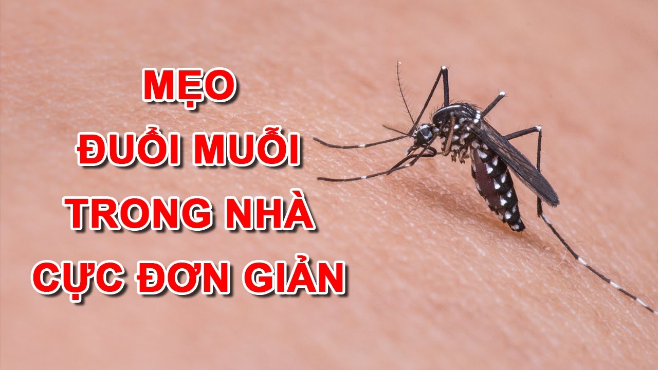 Tìm hiểu những cách đuổi muỗi cực kỳ hiệu quả cho cả nhà vào ngày mưa