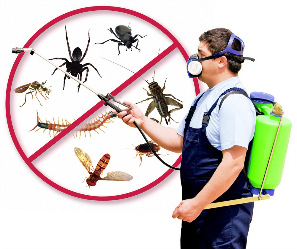 Dịch vụ diệt muỗi chất lượng tại diệt muỗi Đông Hà