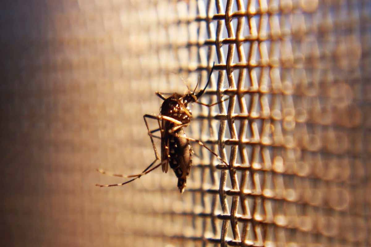 Các phương pháp diệt và phòng muỗi trong mùa mưa