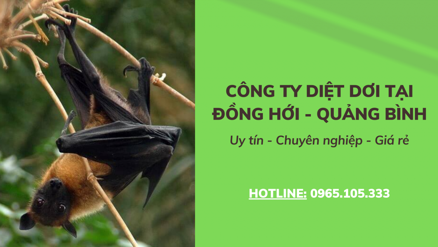 Công ty diệt dơi tại Đồng Hới - Quảng Bình: Uy tín, Chuyên nghiệp, Giá rẻ