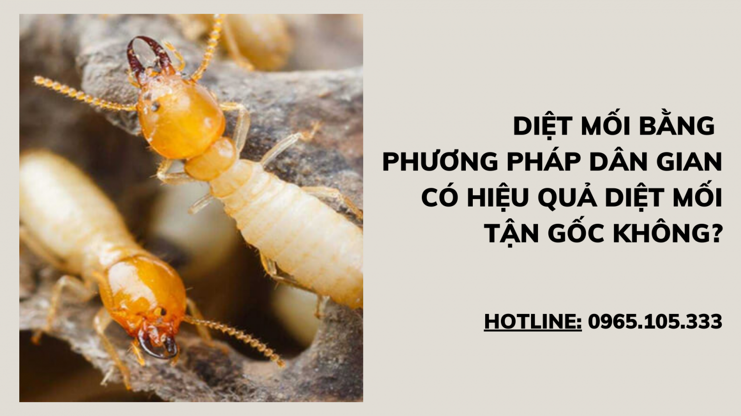 Công ty diệt mối tại Đông Hà - Quảng Trị giải đáp thắc mắc: "Diệt mối bằng phương pháp dân gian có hiệu quả diệt mối tận gốc không?"