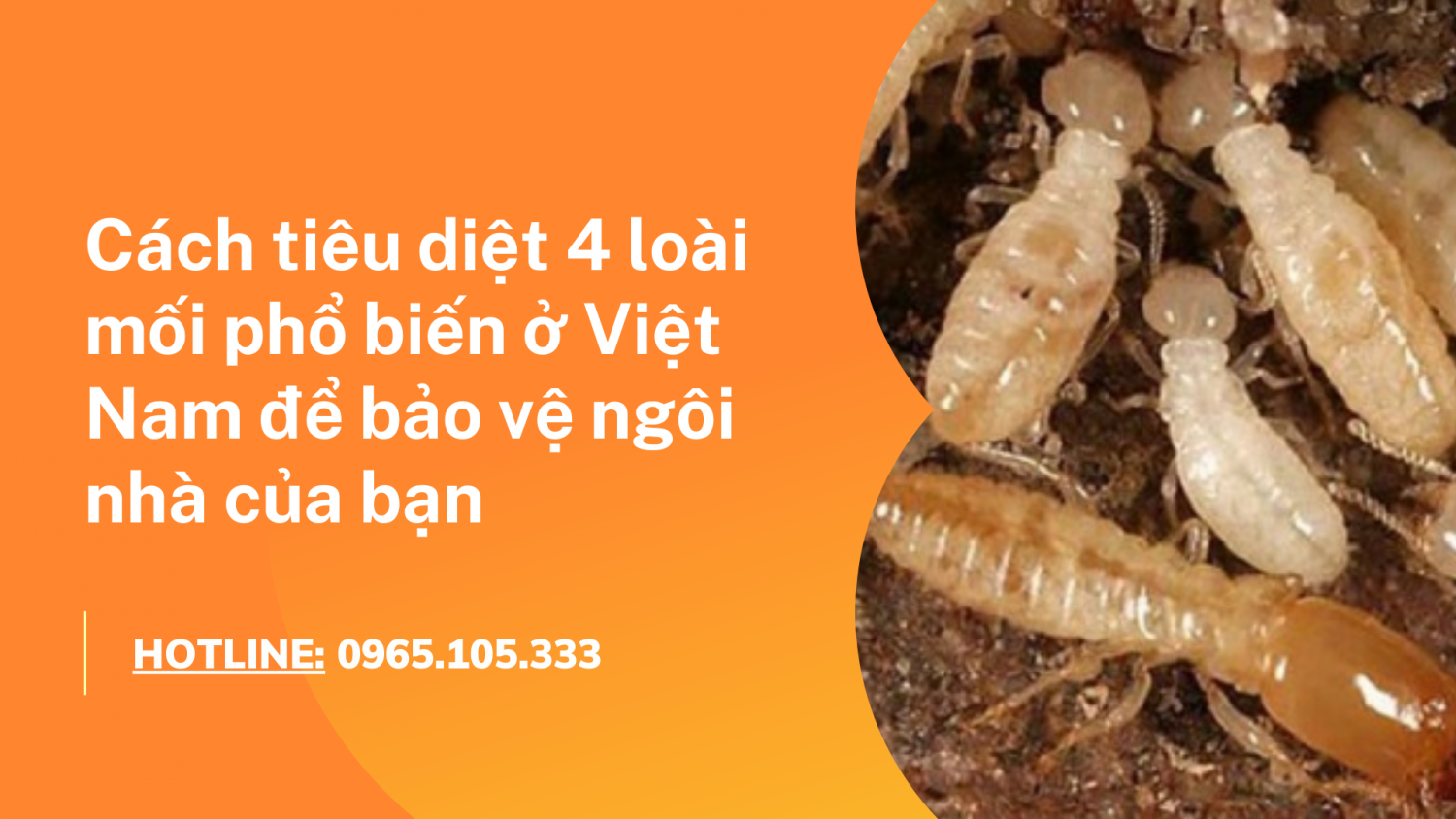 Cách tiêu diệt 4 loài mối phổ biến ở Việt Nam để bảo vệ ngôi nhà của bạn