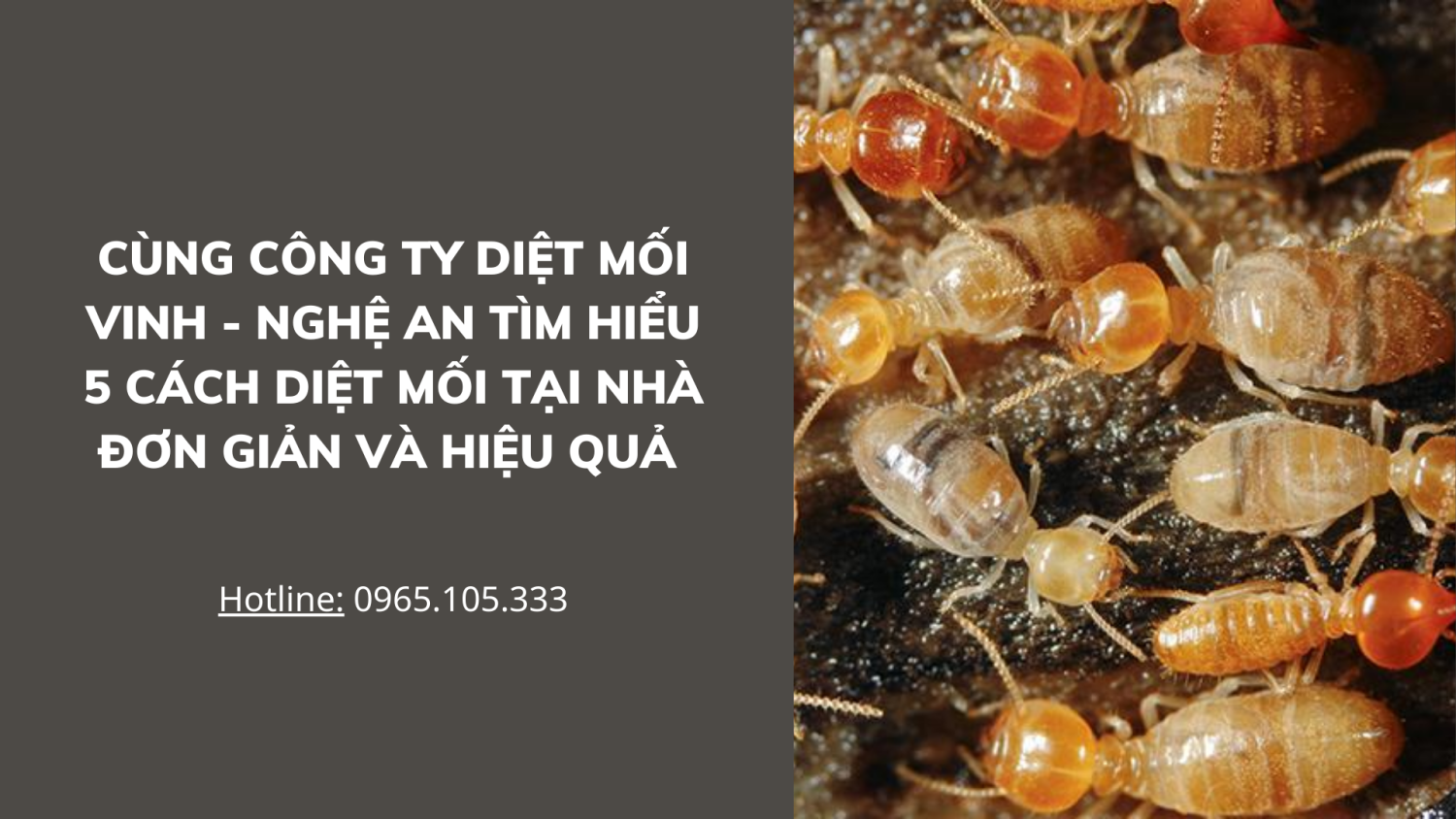 Cùng công ty diệt mối Vinh   Nghệ An tìm hiểu 5 cách diệt mối tại nhà đơn giản và hiệu quả nhất