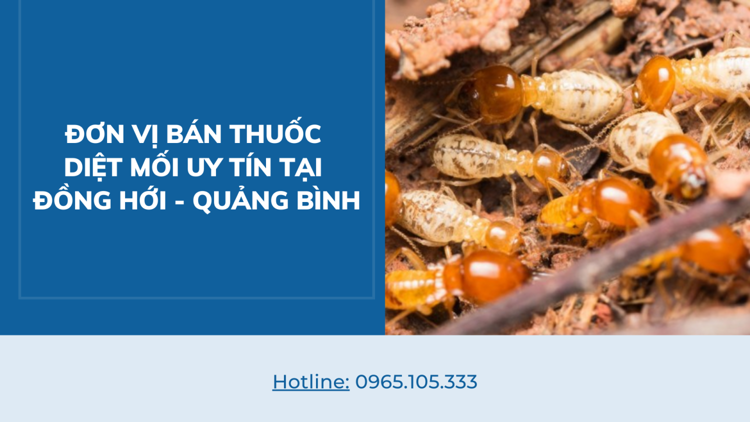 Đơn vị bán thuốc diệt mối uy tín tại Đồng Hới - Quảng Bình