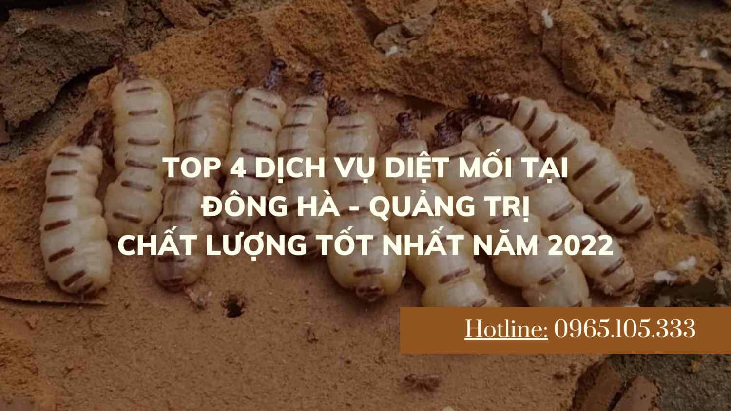 TOP 4 dịch vụ diệt mối tại Đông Hà - Quảng Trị chất lượng tốt nhất năm 2022