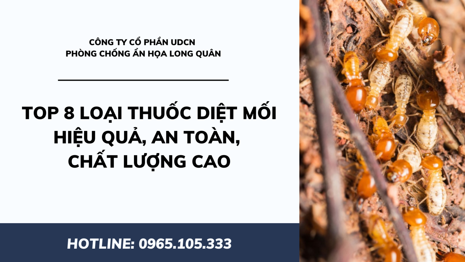 TOP 8 loại thuốc diệt mối hiệu quả, an toàn, chất lượng cao