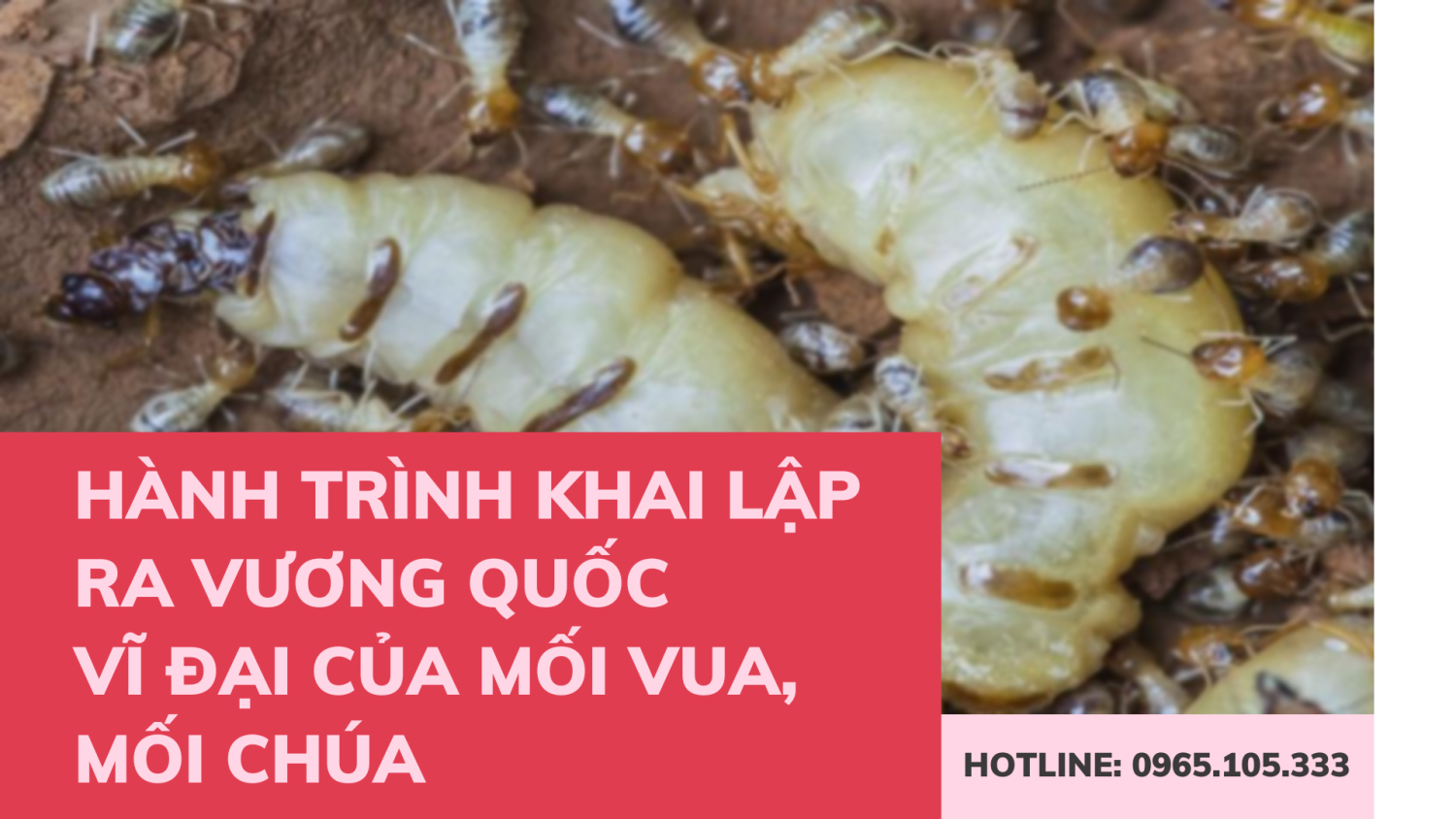 Hành trình khai lập ra vương quốc vĩ đại của mối vua mối chúa