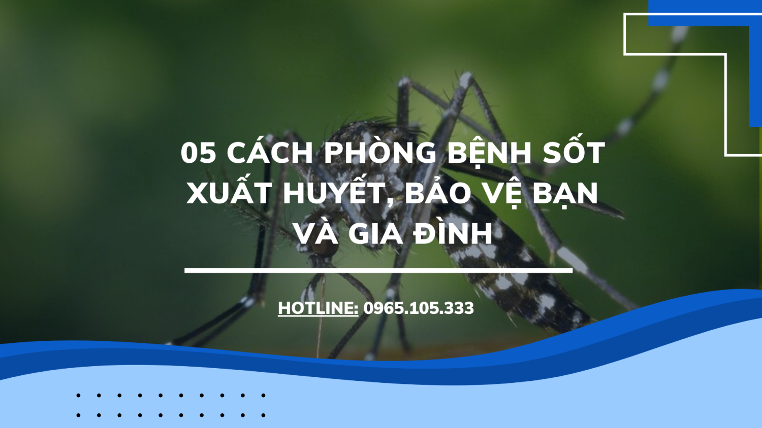 05 cách phòng bệnh sốt xuất huyết, bảo vệ bạn và gia đình