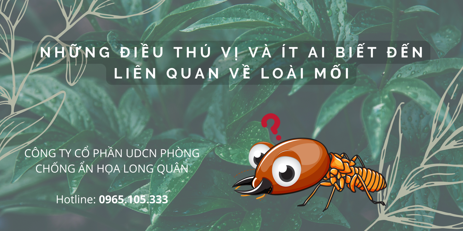 Những điều thú vị và ít ai biết đến liên quan về loài mối