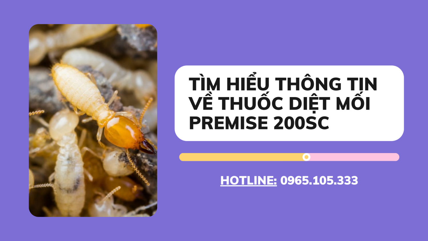 Tìm hiểu toàn bộ thông tin về Premise 200SC - Sản phẩm diệt mối chuyên dụng của Bayer