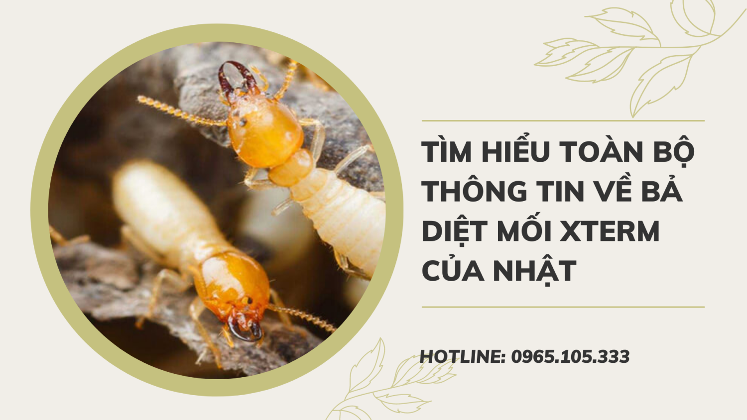 Tìm hiểu toàn bộ thông tin về bả diệt mối Xterm của Nhật