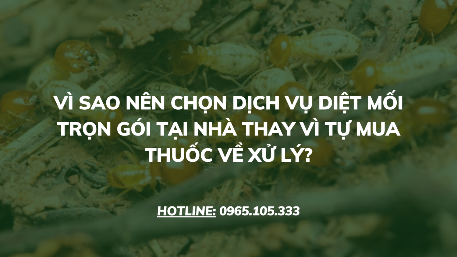 Vì sao nên chọn dịch vụ diệt mối trọn gói tại nhà thay vì tự mua thuốc về xử lý?