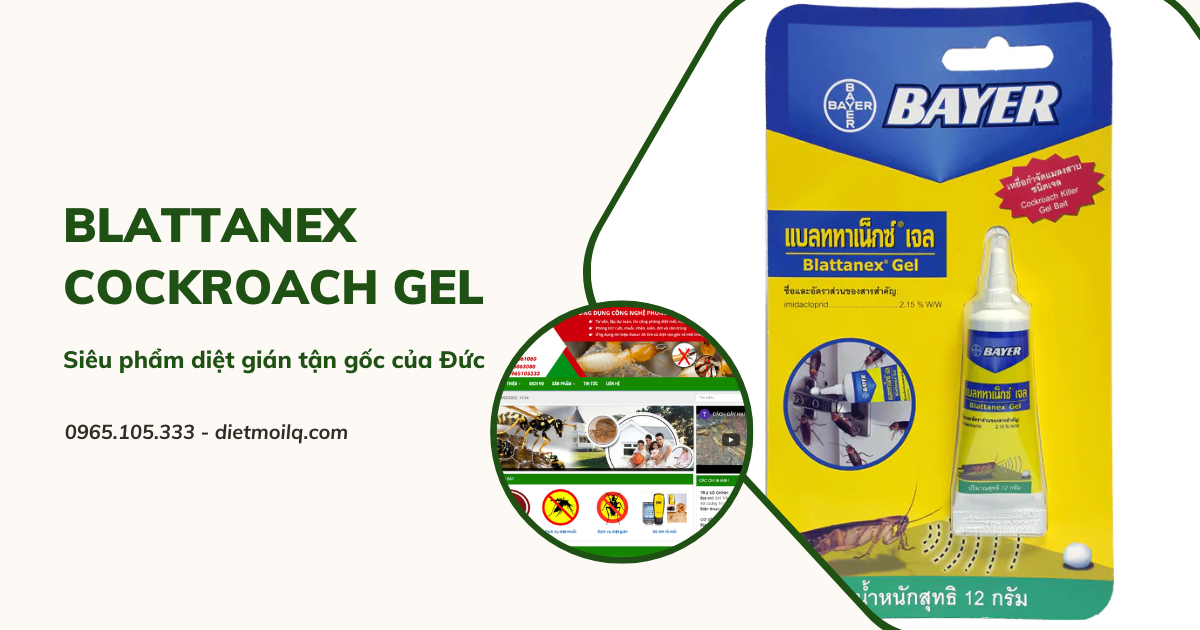 Blattanex Cockroach Gel - Siêu phẩm diệt gián tận gốc của Đức