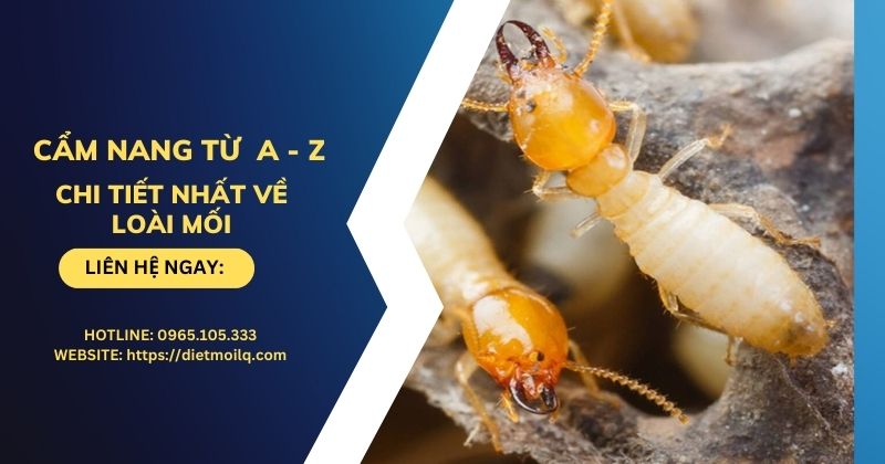 Cẩm nang từ A - Z chi tiết nhất về loài mối