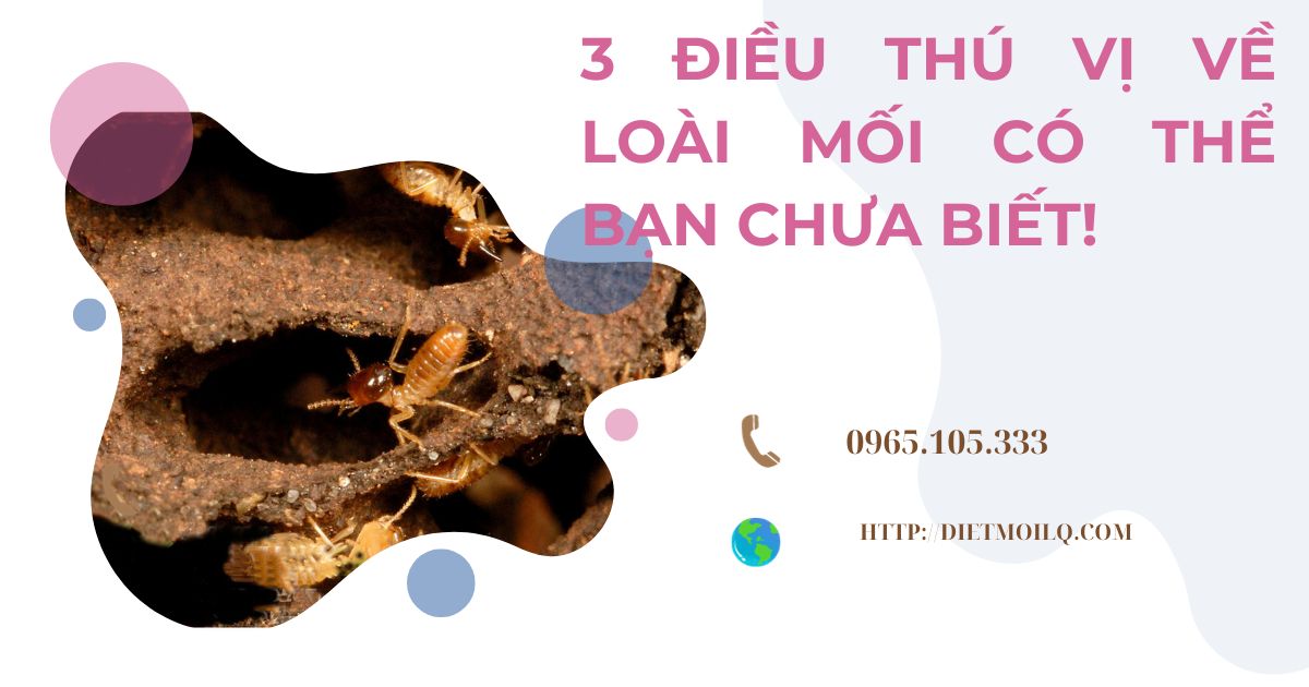 Banner Công ty diệt mối Long Quân (1)