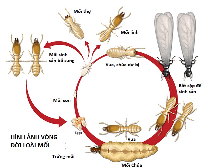 vong doi loai moi