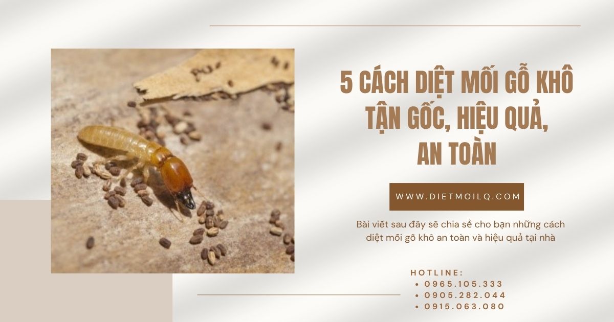 5 cách diệt mối gỗ khô tận gốc, hiệu quả, an toàn