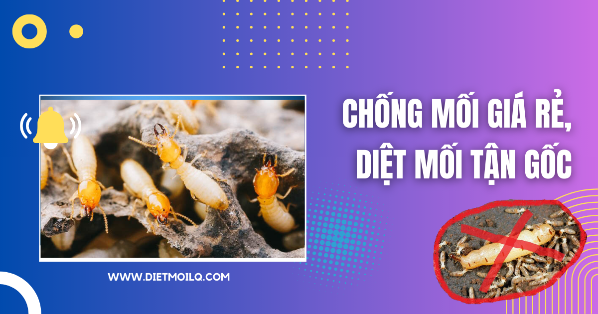 Chống mối giá rẻ, diệt mối tận gốc