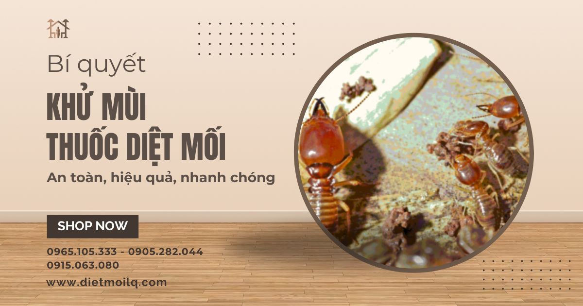 Bí quyết khử mùi thuốc diệt mối an toàn, hiệu quả, nhanh chóng