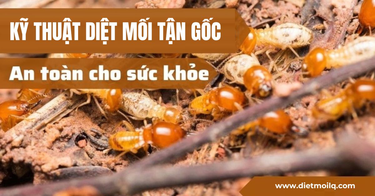 5 kỹ thuật diệt mối tận gốc, bạn đã biết?