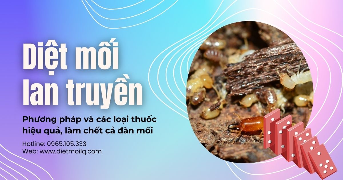 Diệt mối lan truyền – Phương pháp và các loại thuốc hiệu quả, làm chết cả đàn mối