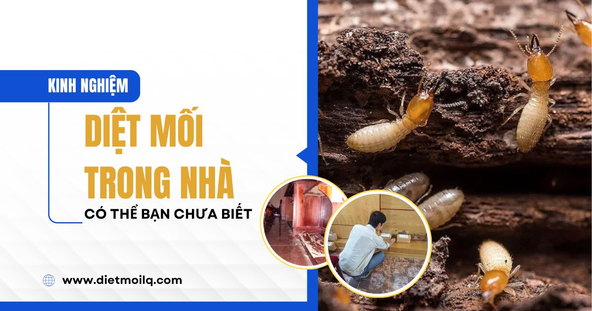 Kinh nghiệm diệt mối trong nhà, có thể bạn chưa biết!