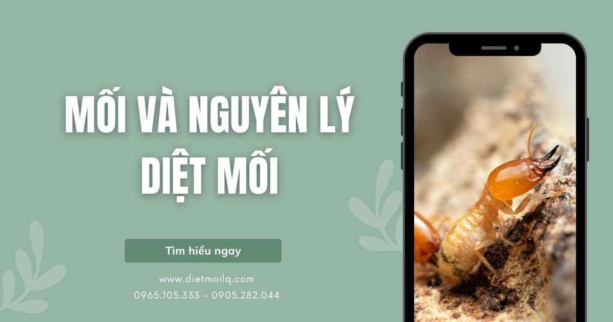 Mối và nguyên lý diệt mối