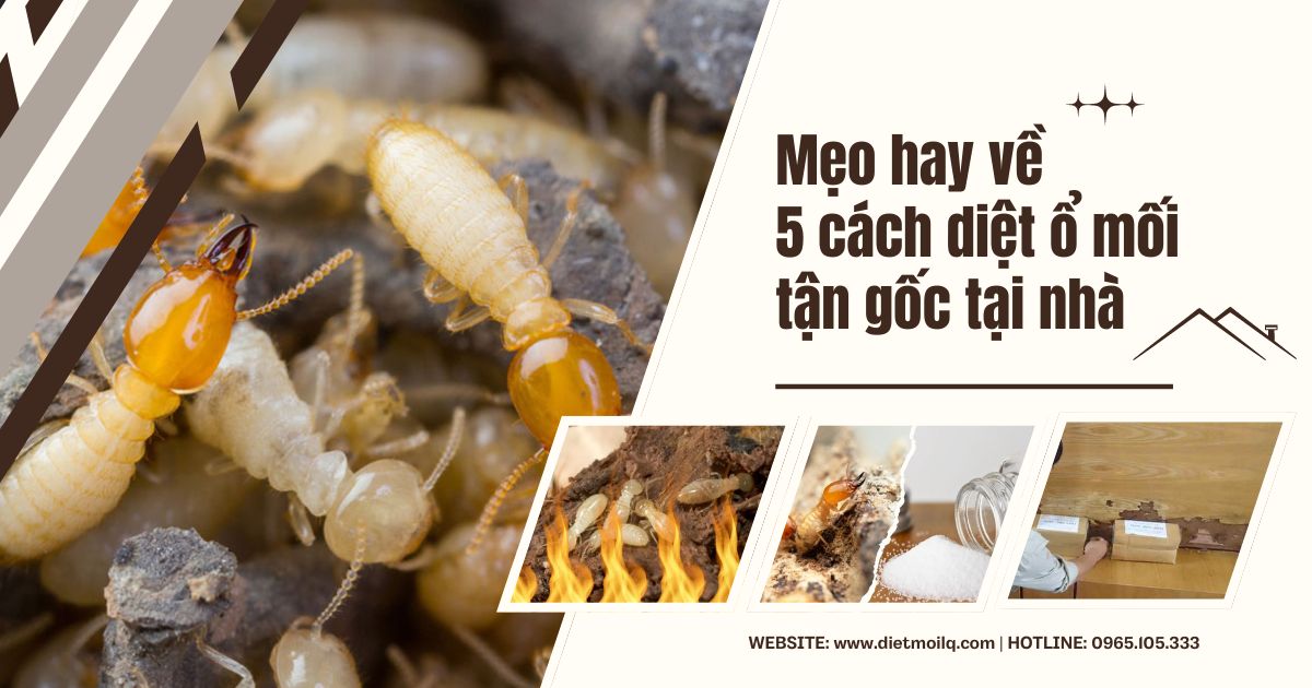 TOP 5 cách diệt ổ mối tận gốc, hiệu quả cao
