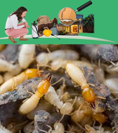 diet moi nha kho (4)