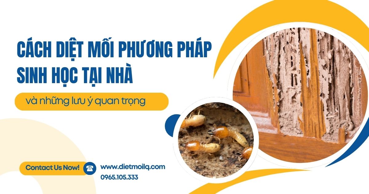 Cách diệt mối phương pháp sinh học tại nhà và những lưu ý quan trọng